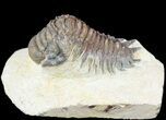 Crotalocephalina Trilobite - Foum Zguid, Morocco #49462-2